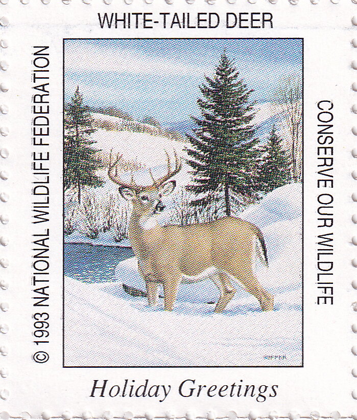 White-tailed deer