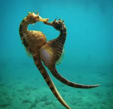 Seahorses