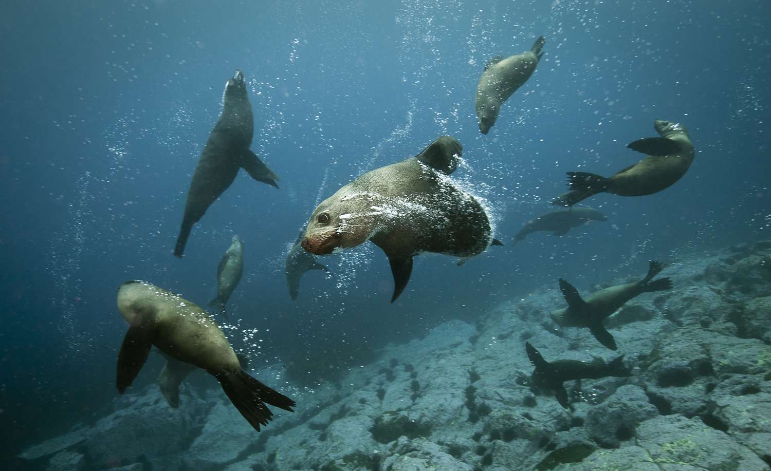 Sea (Marine) Mammals