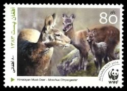 Himalayan Musk Deer (Moschus leucogaster)