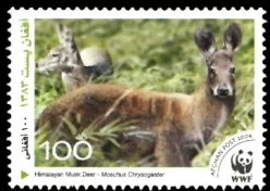 Himalayan Musk Deer (Moschus leucogaster)
