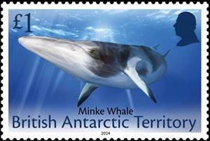 Stamp, Minke Whale (Balaenoptera bonaerensis), British Antarctic Territory (BAT),  , Whales