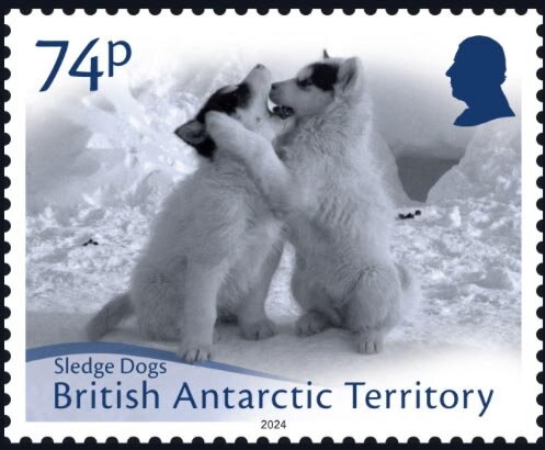 Sledge Dogs