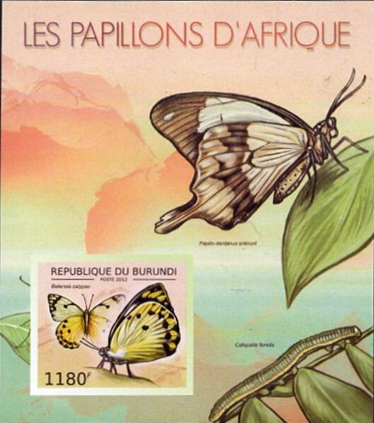 Butterflies of Africa