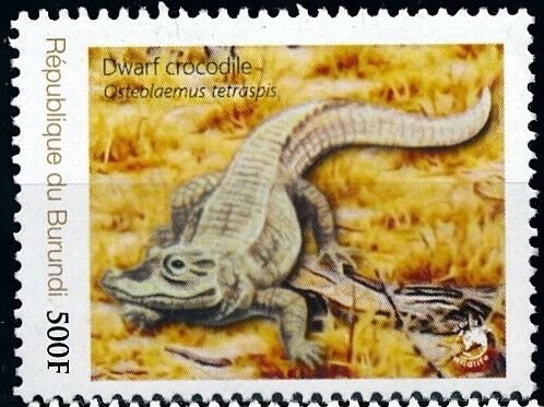 Crocodiles - Endangered African Crocodiles