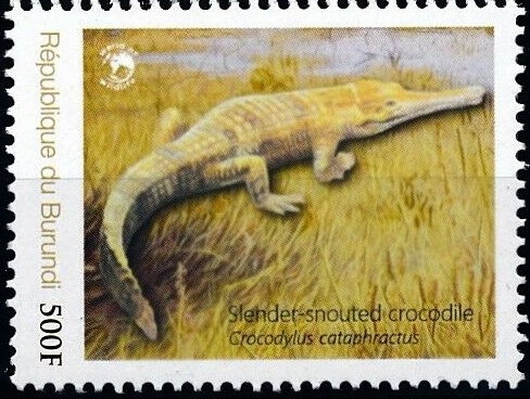 Crocodiles - Endangered African Crocodiles