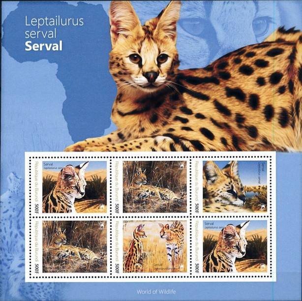Wild Cats - Serval (Leptailurus serval)