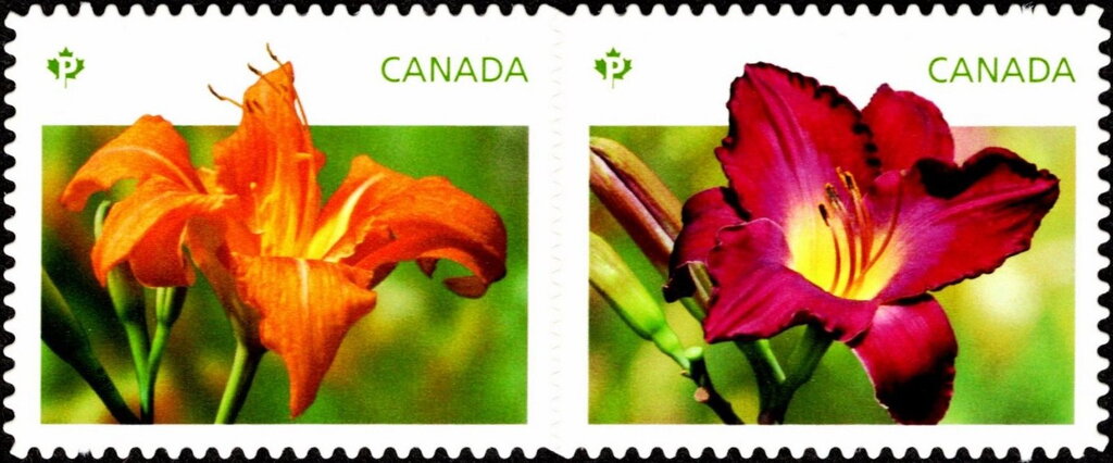 Daylilies Pair
