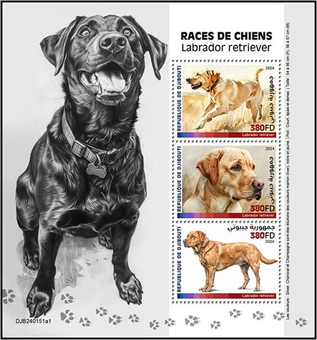 Labrador Retriever