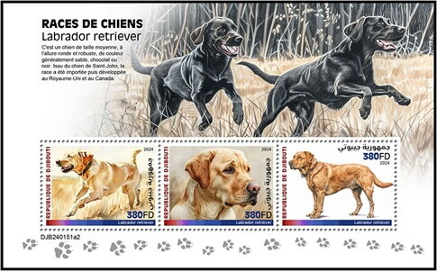 Labrador Retriever