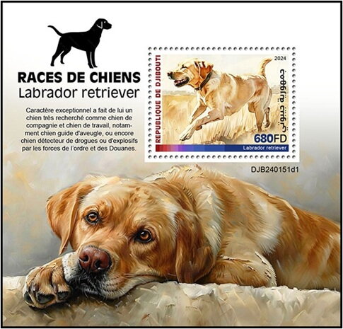 Labrador Retriever