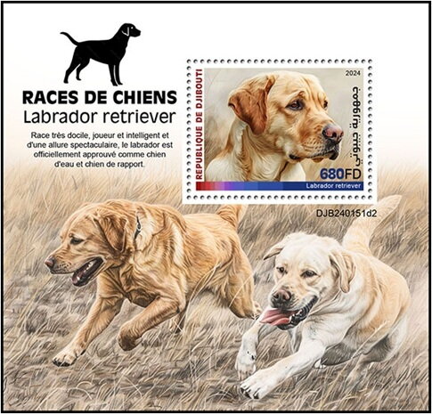 Labrador Retriever
