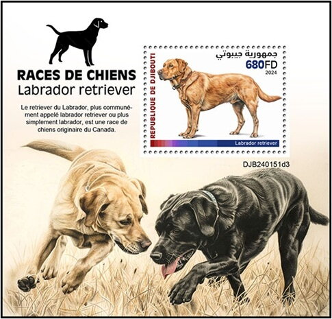 Labrador Retriever