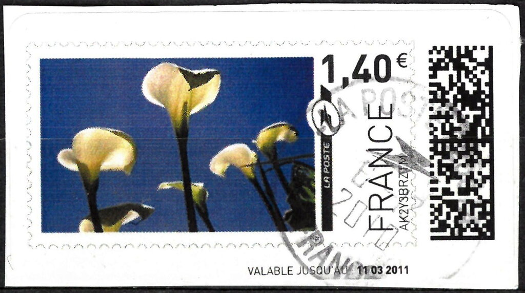 Arum Lilies