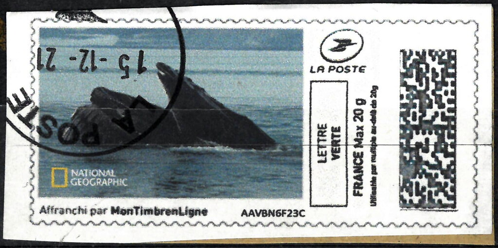 Hump-backed Whale