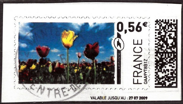 Red and Yellow Tulips