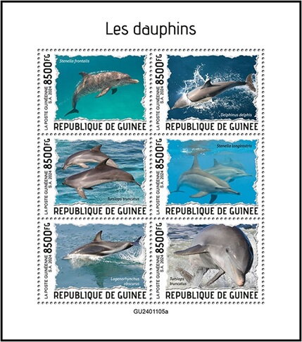 Dolphins