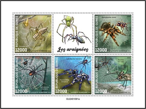 Spiders
