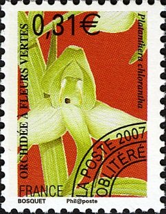 Orchid Platanthera Chlorantha