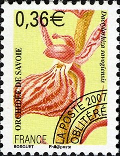 Orchid of Savoy