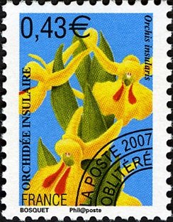 Orchid Orchis Insularis