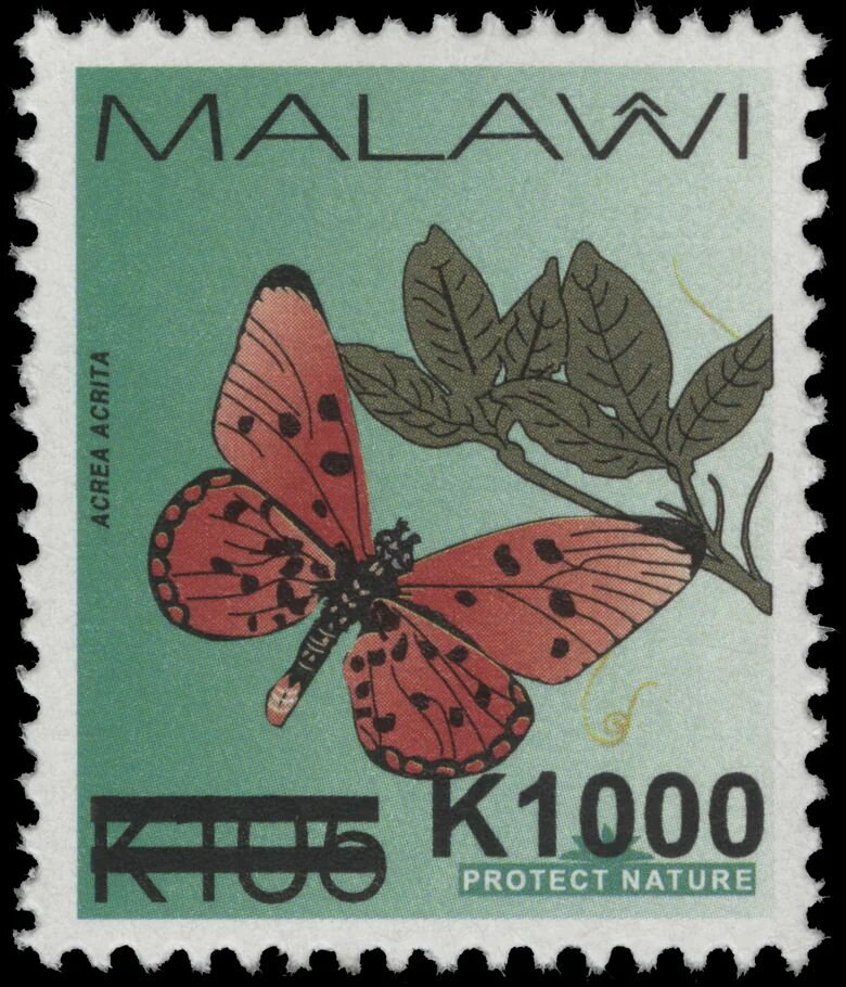 Fiery Acraea (Acraea acrita)