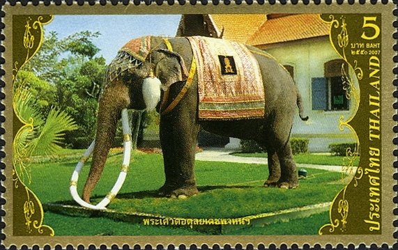 (White) Asian Elephant (Elephas maximus)