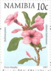 Bushman Poison (Adenium bochnianum)
