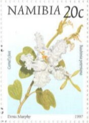 Camel's Foot (Bauhinia petersiana)