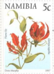 Flame Lily (Gloriosa superba)