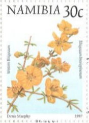 Western Rhigozum (Rhigozum brevispinosum)