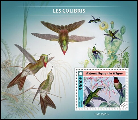 Archilochus colubris