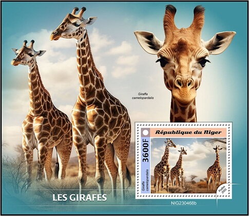 Giraffa camelopardalis