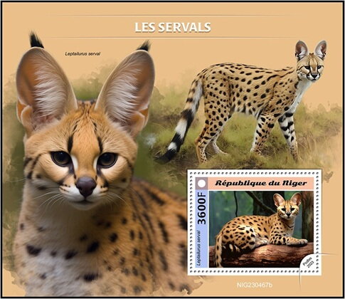 Leptailurus serval