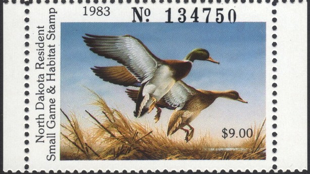 Mallard (Anas platyrhynchos)
