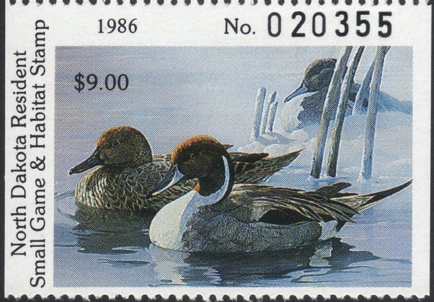 Northern pintail (Anas acuta)
