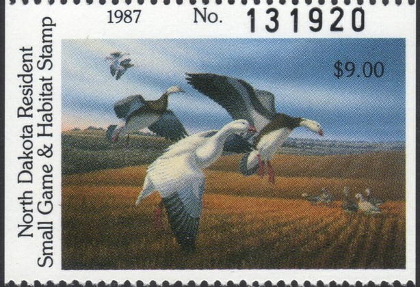 Snow goose (Anser caerulescens)