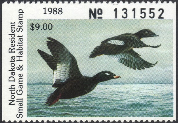 White-winged scoter (Melanitta deglandi)