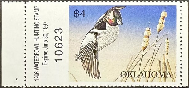Bufflehead (Bucephala albeola)