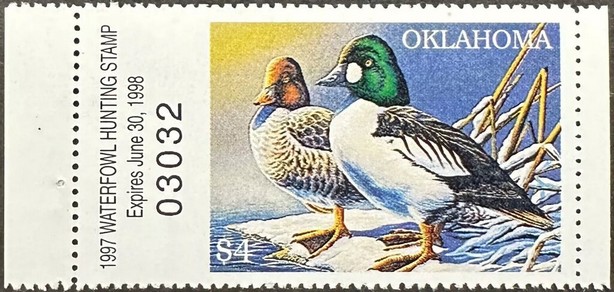 Common goldeneye (Bucephala clangula)