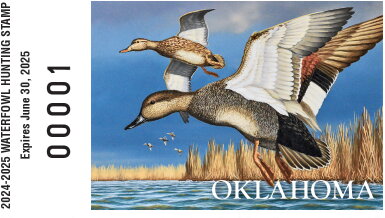 Gadwall (Mareca strepera)