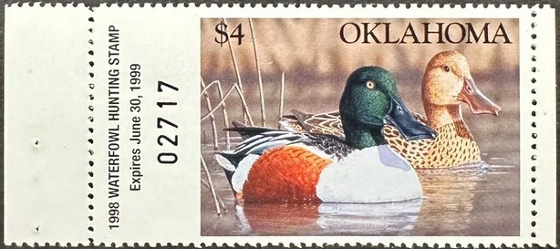 Northern shoveler (Spatula clypeata)