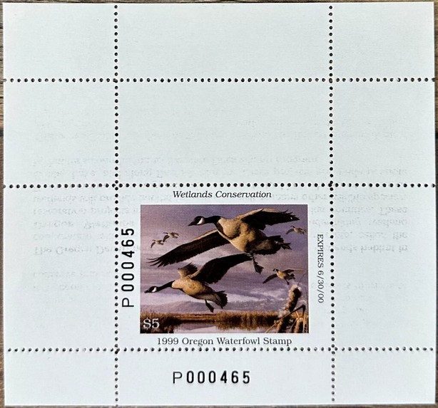 Canada goose (Branta canadensis)