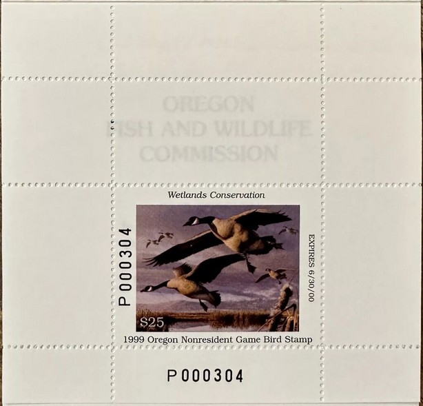 Canada goose (Branta canadensis)