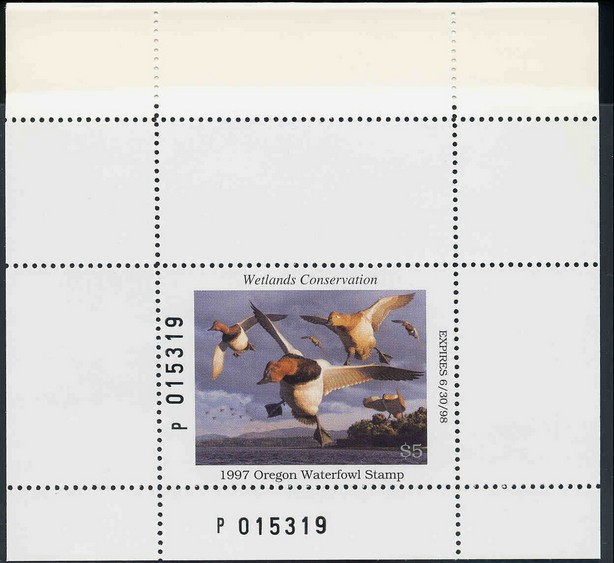Canvasback (Aythya valisineria)