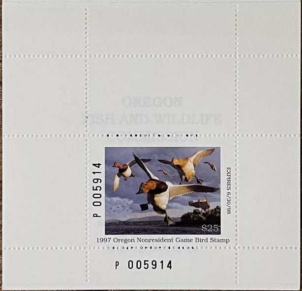 Canvasback (Aythya valisineria)