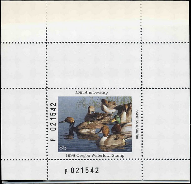 Northern pintail (Anas acuta)