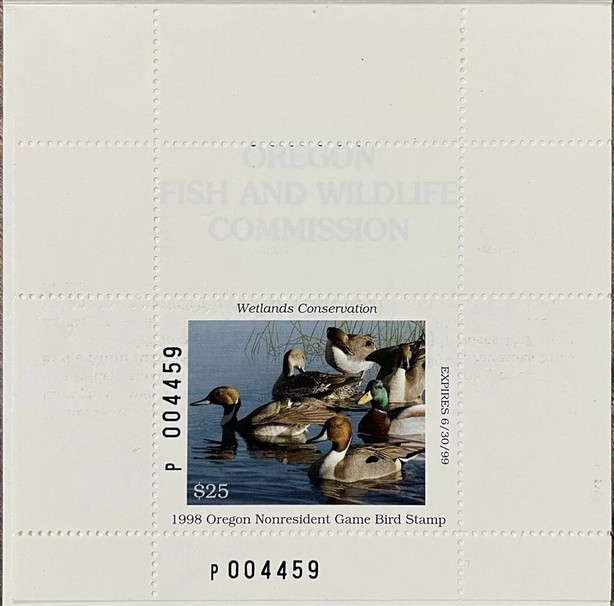 Northern pintail (Anas acuta)