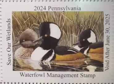 Ducks