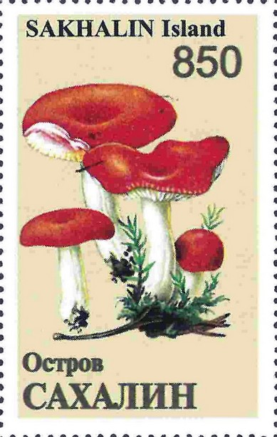 Mushrooms
